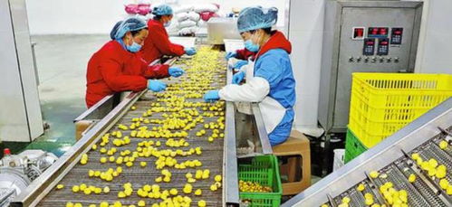 農(nóng)村創(chuàng)業(yè)新思路 三個(gè)投資小、前景好的小型加工廠項(xiàng)目